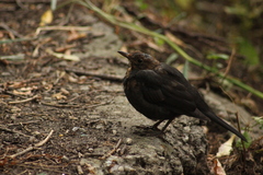 Turdus merula