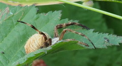 Backobourkia