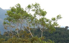 Myrcia