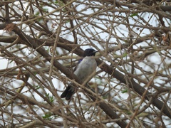 Anthreptes orientalis