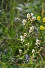 Lespedeza tomentosa