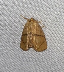 Apoda y-inversa