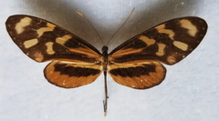 Mechanitis polymnia lycidice