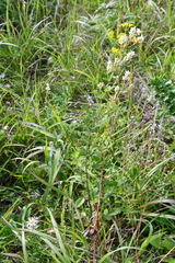 Lespedeza tomentosa