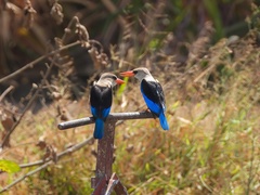 Halcyon leucocephala