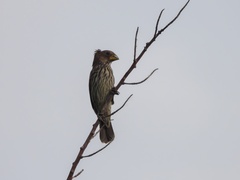 Amblyospiza albifrons