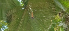 Nephila