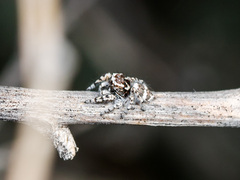 Pseudomogrus albocinctus