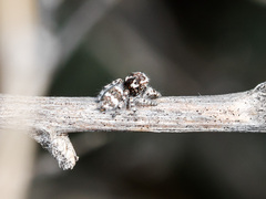 Pseudomogrus albocinctus