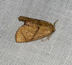 Apoda y-inversa