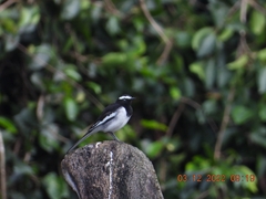 Motacilla maderaspatensis