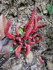 Balanophora laxiflora