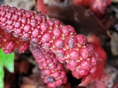 Balanophora laxiflora