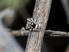 Pseudomogrus albocinctus