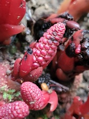 Balanophora laxiflora