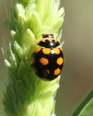Coccinula quatuordecimpustulata