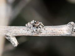 Pseudomogrus albocinctus