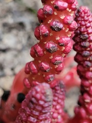 Balanophora laxiflora