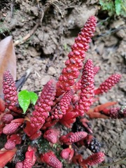 Balanophora laxiflora