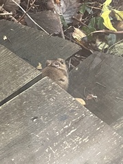 Apodemus flavicollis