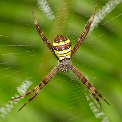 Argiope versicolor