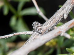 Pseudomogrus albocinctus