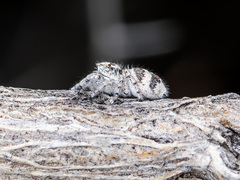 Pseudomogrus albocinctus