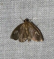 Perispasta caeculalis