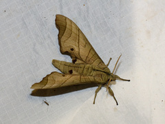 Marumba amboinicus
