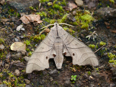 Marumba amboinicus