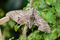 Marumba amboinicus