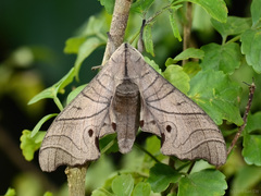 Marumba amboinicus