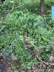 Taxus wallichiana