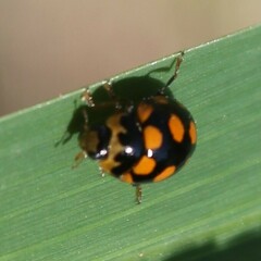 Coccinula quatuordecimpustulata