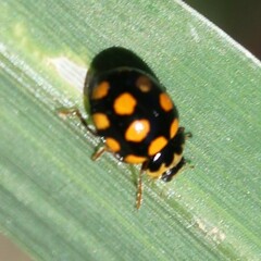 Coccinula quatuordecimpustulata