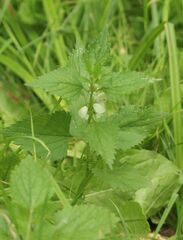 Lamium album