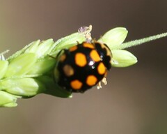 Coccinula quatuordecimpustulata