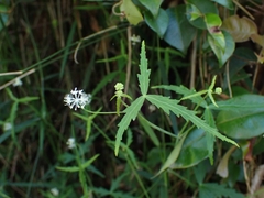Hydrocotyle geraniifolia