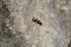 Plecoptera