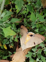 Ophiusa parcemacula