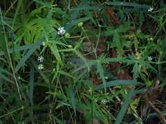 Hydrocotyle geraniifolia