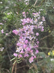 Boronia muelleri