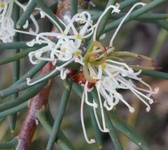 Hakea teretifolia
