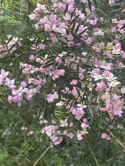 Boronia muelleri