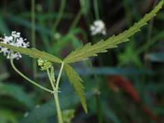 Hydrocotyle geraniifolia