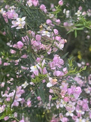 Boronia muelleri