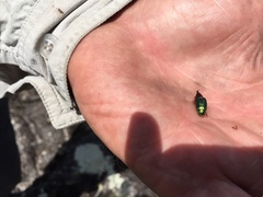 Diphucephala colaspidoides