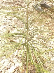 Macrozamia pauli-guilielmi