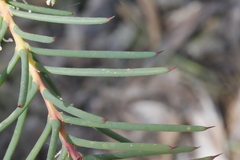 Hakea teretifolia