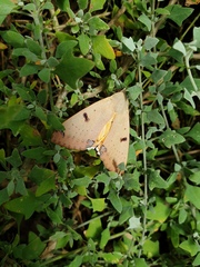 Ophiusa parcemacula
